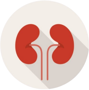 Understanding Kidney Health and Ayurvedic Treatments for Kidney Disorders